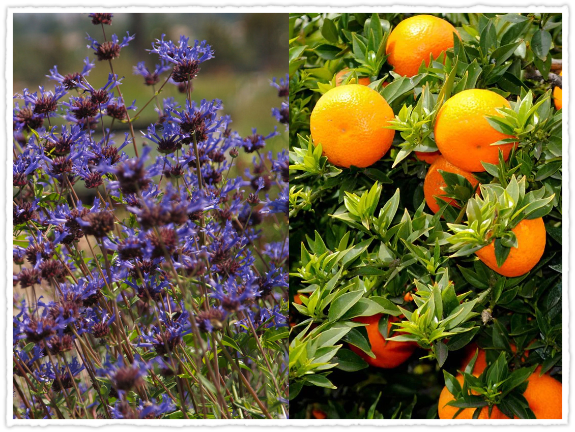 a collage of California native sage and imported oranges